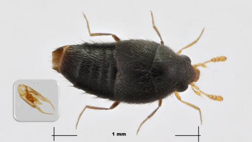 Holobus flavicornis